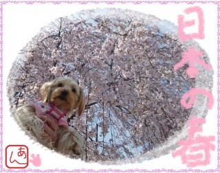 桜のシャワー！！！