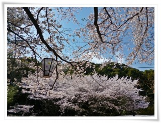 桑山公園の春