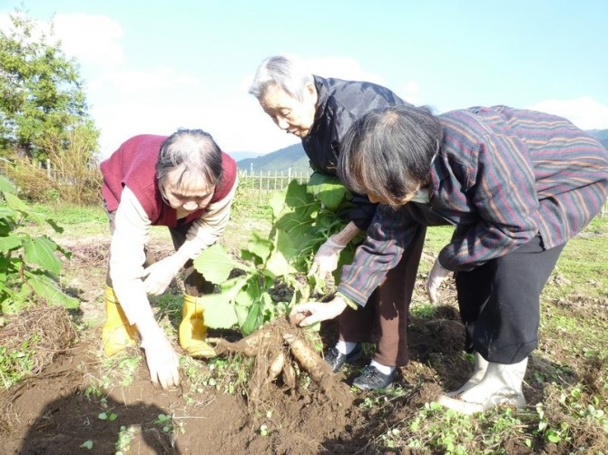 ヤーコンざっくざく