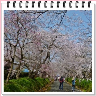 桜のトンネル通過中