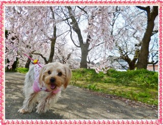 ヽ〔ﾟДﾟ〕丿ｽｺﾞｲワン