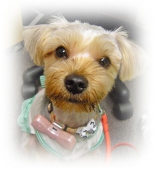 アンがんばってます