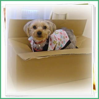 こっち　来ないで！！！キャン