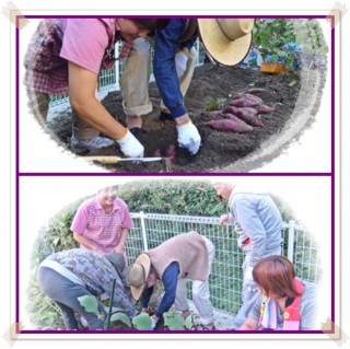 おいもがザクザク