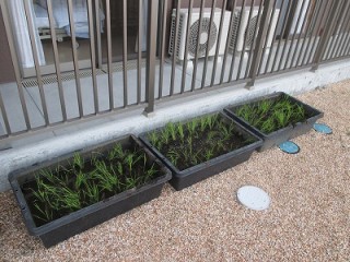 収穫が楽しみ★