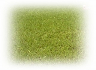 アンを探せ アンを探せ