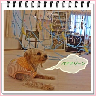 あたしは猿ではございません