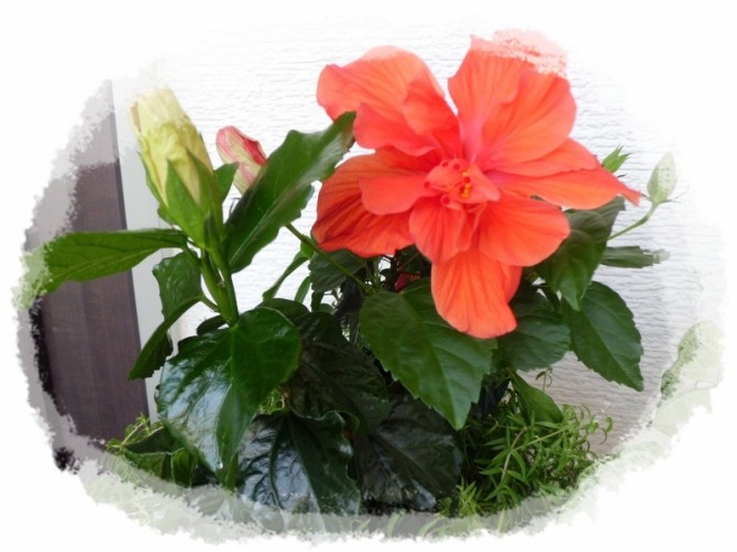 ハイビ～大好き