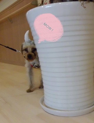 あれが、姫？？？