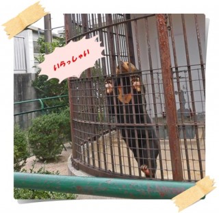 つよしくんですか? つよしくんですか?