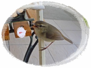 このかたはどなた？