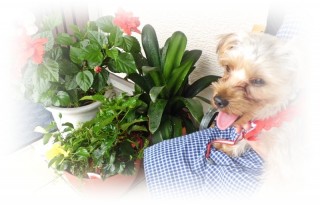 まだまだ咲きます！