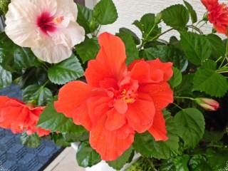 常夏ぅ（＾◇＾）