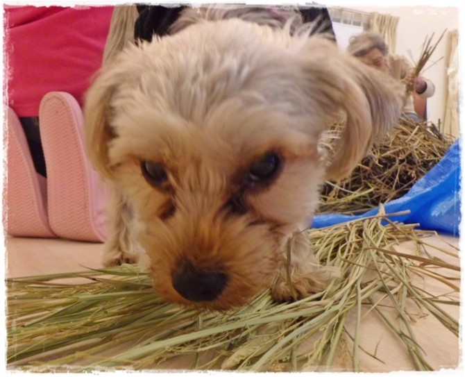 やっぱり食べよう