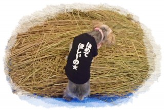 なんなんだ、これは？