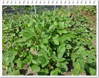 うちの枝豆たち