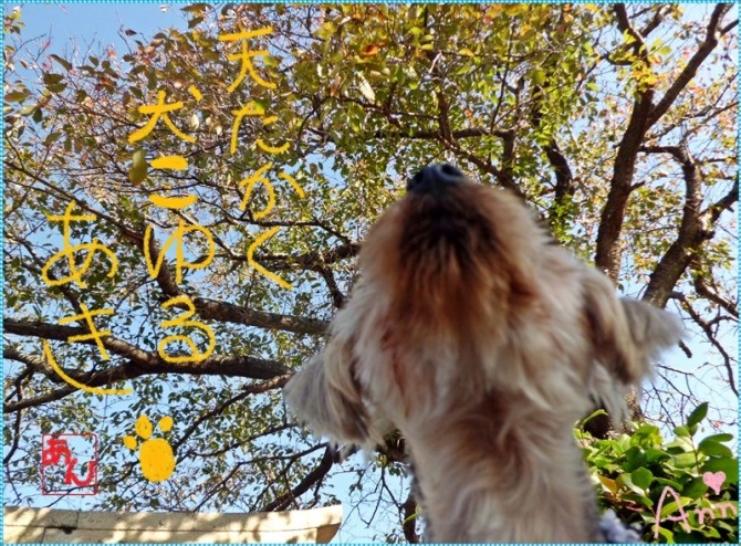 最近胴回りがちょっと。。。