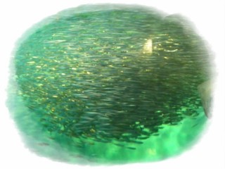 さかなへんに弱いの鰯です