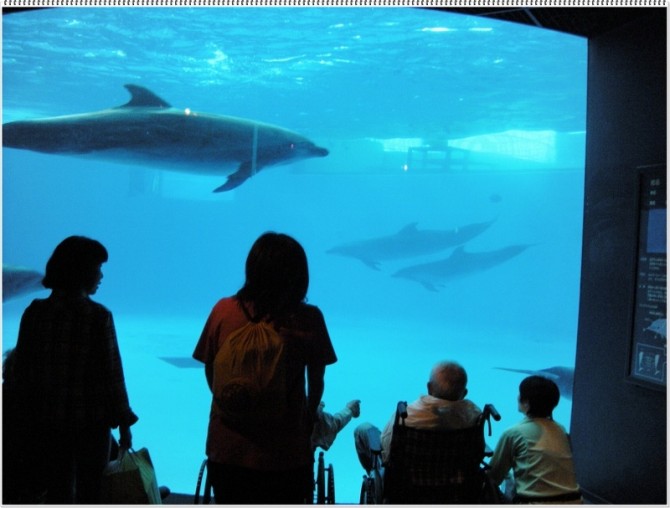 海豚と書いてイルカです