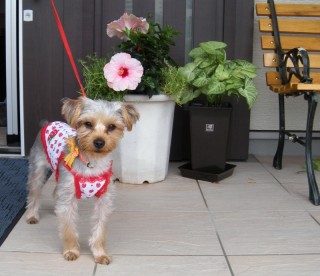 ハイビ～とアン