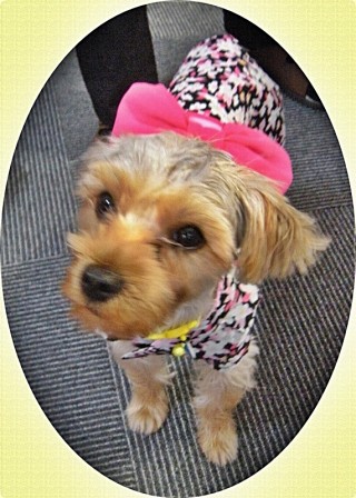 やっぱ、夏は浴衣に決まり