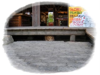 ここだよ~ ここだよ~