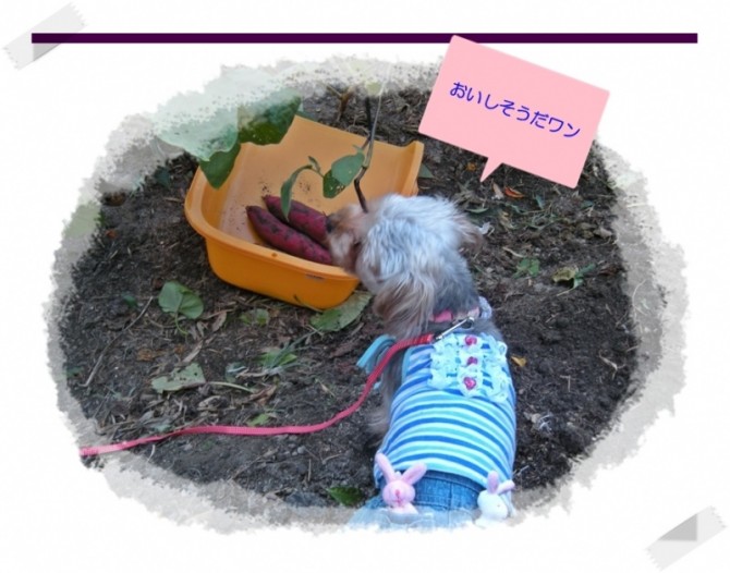 あたしはやっぱ焼き芋が好き