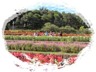 見よ！花の妖精たちがこの中に！！！発見