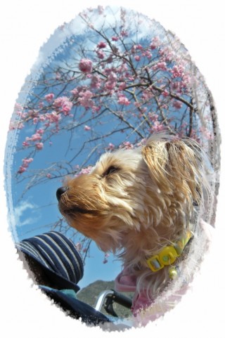 や～よい～のそら～WAN！