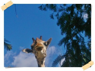 つぶらな瞳 つぶらな瞳