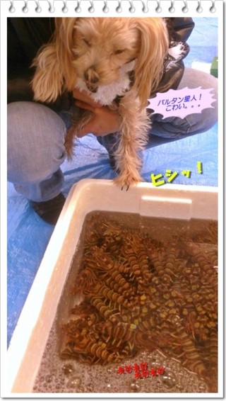 襲われるワン 襲われるワン