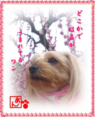 足音聞こえたワン