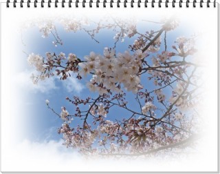 桑山のさくらさんたち