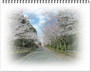 桜並木の向こうには。。。