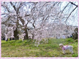 お花がお辞儀してくれてる