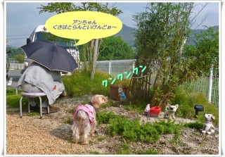 多忙な草取り職人