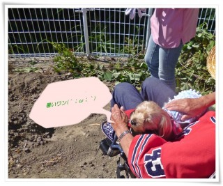 アン暑さにかなワン