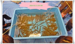 今年も沢山!活きがいいよ! 今年も沢山!活きがいいよ!