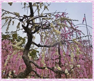 梅も桜に負けていません！