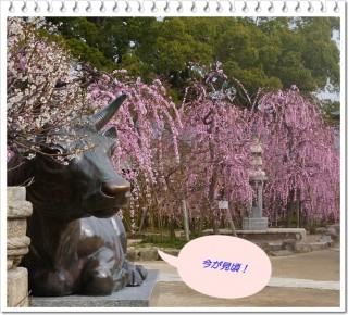 またまた登場！