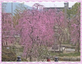 しだれ梅　見事！！！