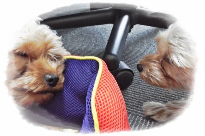 お姉ちゃんそこあたしのベットなんだけど。。。