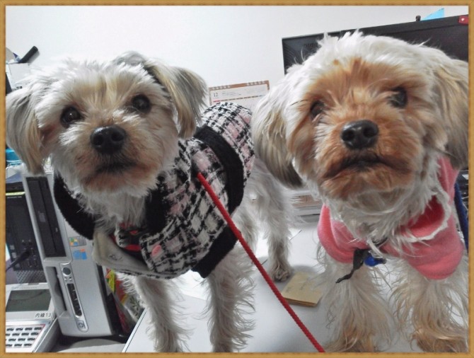 自由の杜のアンとノン（*^_^*）