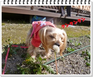 これも食べれる？