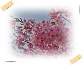 今年は濃いピンク！