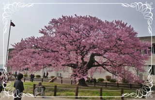 蓬莱桜