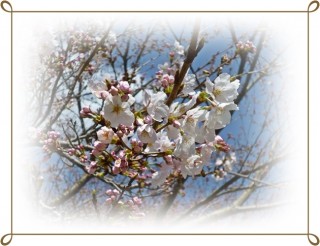 咲いてますよ～