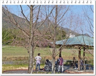 枝垂れはまだですねぇ