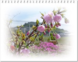 うちの桜✿