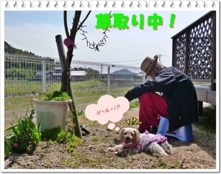 見守りしてますワン